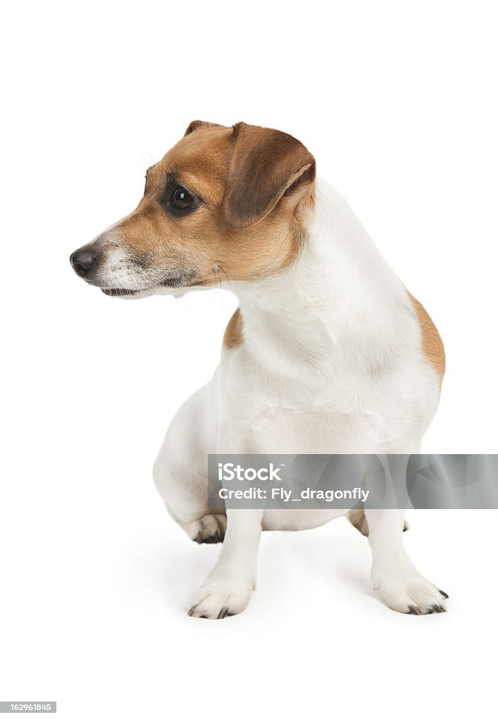 Hund-look an der Seite - Lizenzfrei Behaglich Stock-Foto