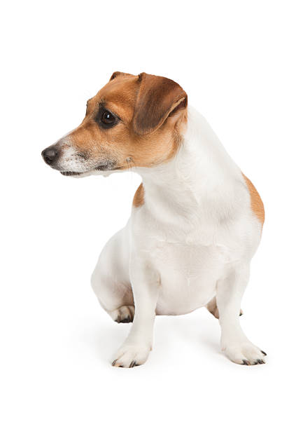 istock Dog look to the side 162961845
