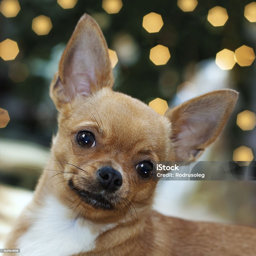 Red chihuahua Hund auf bokeh Hintergrund. - Lizenzfrei Chihuahua - Rassehund Stock-Foto