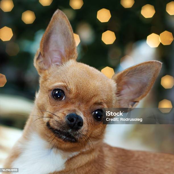 Red Chihuahua Hund Auf Bokeh Hintergrund Stockfoto und mehr Bilder von Chihuahua - Rassehund - Chihuahua - Rassehund, Fotografie, Haustier