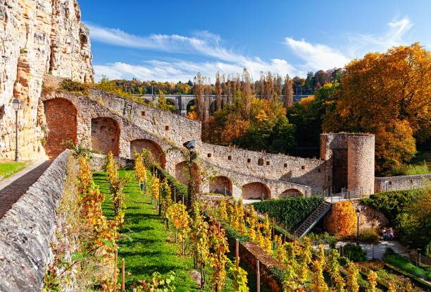 виноградник в старом городе люксембурга (ville basse) осенью. - winery luxembourg vine terraced field стоковые фото и изображ�ения