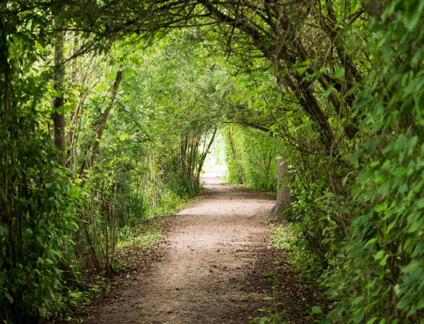istock The eerie path in the woods 1629623440