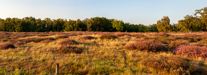 Heather landscape protection area in the late evening sun