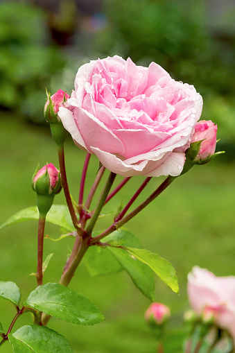 Blooming bud of a pink perennial floribunda rose close-up, vertically.
