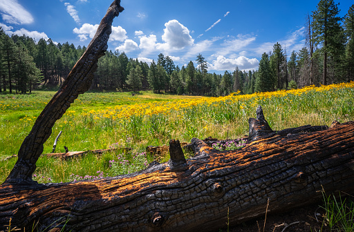 A burned pine lays across a meadow full of wild flowers in the Pinaleno Mountains