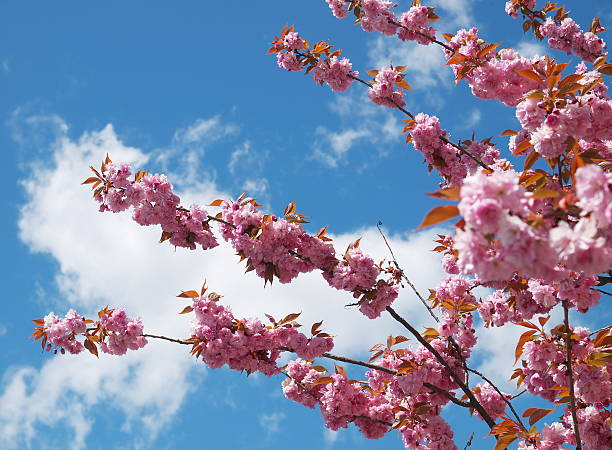 Spring blossoms stock photo