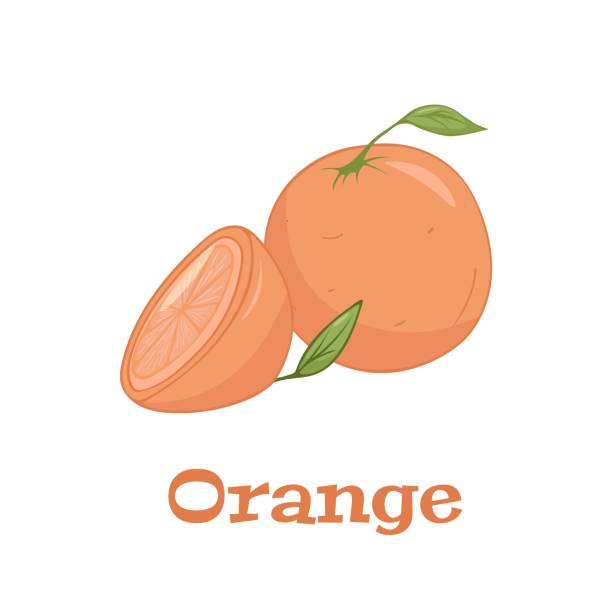 ilustrações, clipart, desenhos animados e ícones de conjunto vetorial de fatia colorida e inteira de suculenta laranja. laranja fresco dos desenhos animados no fundo branco. - grapefruit backgrounds circle citrus fruit