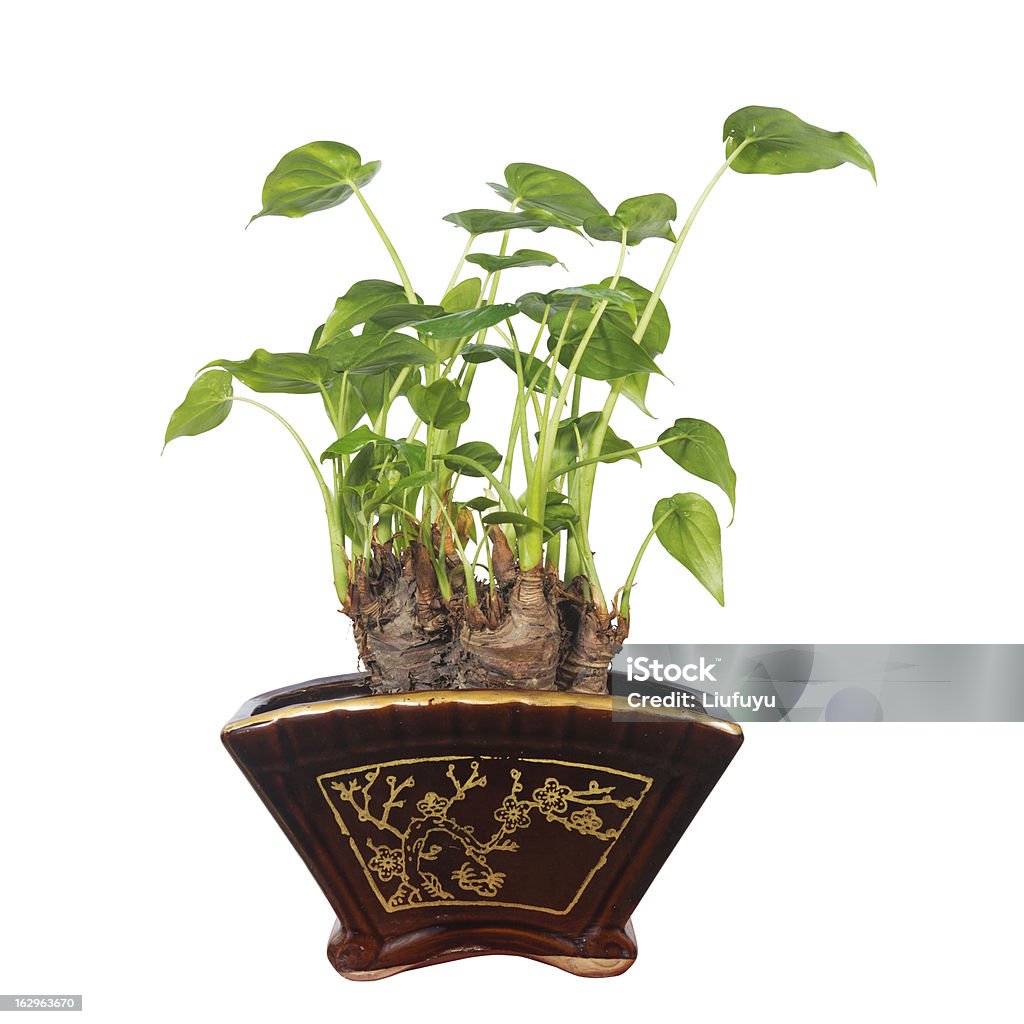 Vaso - Royalty-free Botânica - Ciência de plantas Foto de stock