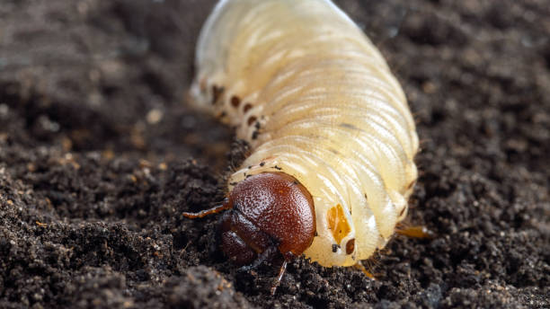 biały grub włoka na tle gleby. larwa chrząszcza majowego. - chrabąszcze zdjęcia i obrazy z banku zdjęć