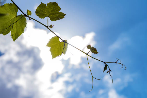 istock The texture of a grape-vine 1629657523