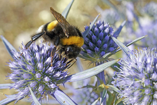 istock buff-tailed bumblebee feeds on a flower of amethyst eryngo 1629659203
