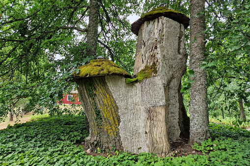 A big linden tree in Turaida, Latvia.