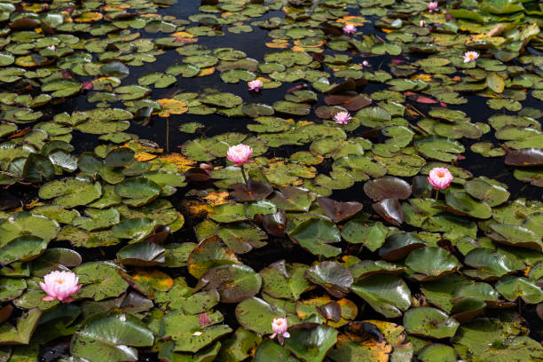 istock Beautiful water lilies, Vecpiebalga, Latvia. 1629661414