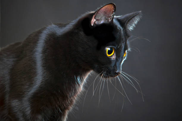 Portrait of a cat on a dark background