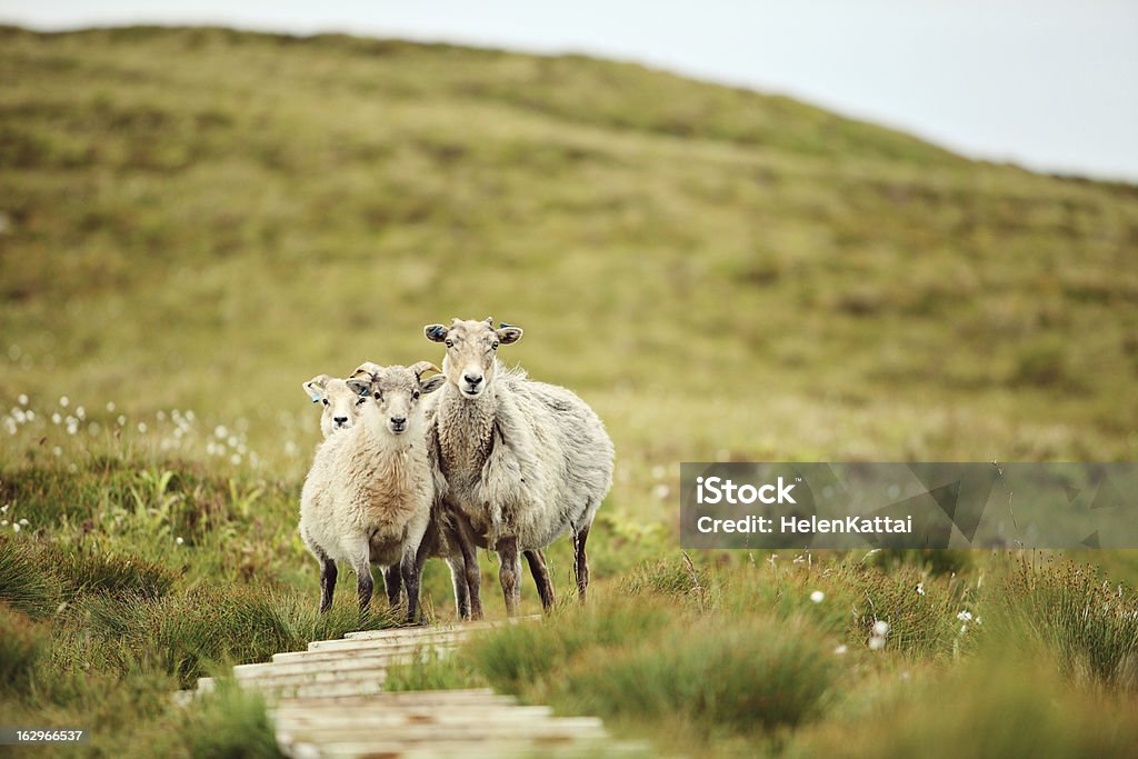 Schafe in Norwegen - Lizenzfrei Anhöhe Stock-Foto