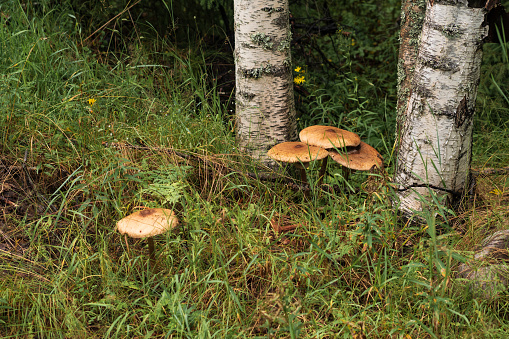 inedible mushrooms among the grass next to the birch