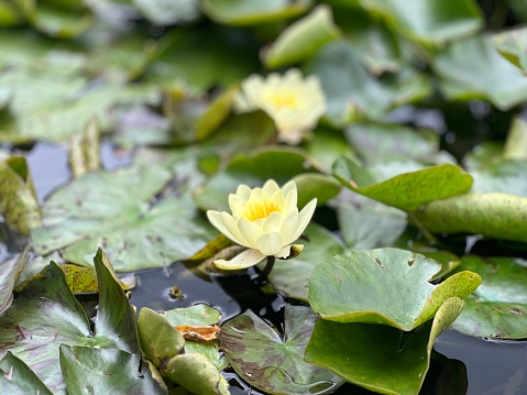 Water Lilly in a pound