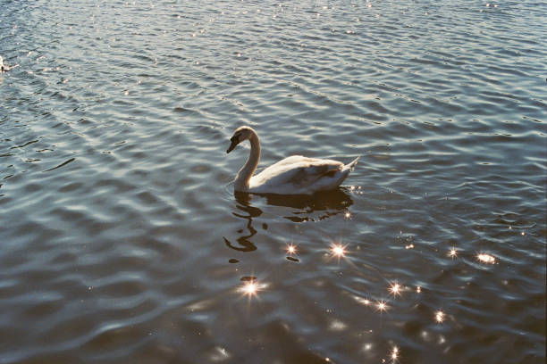 The Salford Swan stock photo