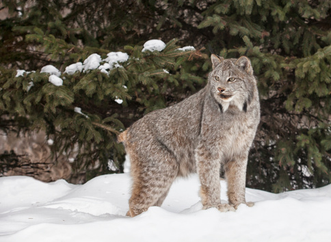 Portrait of a canadian lynx standing in the snow, with pine trees in the background.