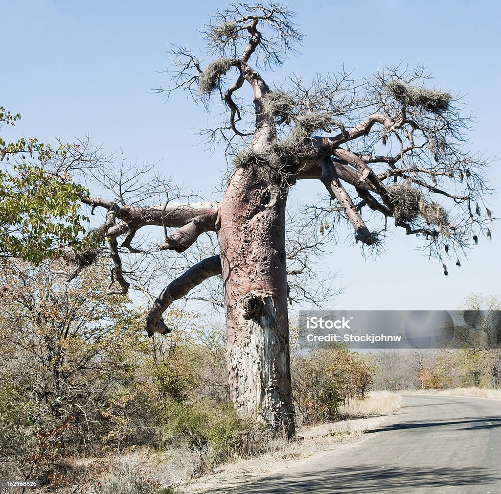 Riesigen Baobab-Baum - Lizenzfrei Afrika Stock-Foto