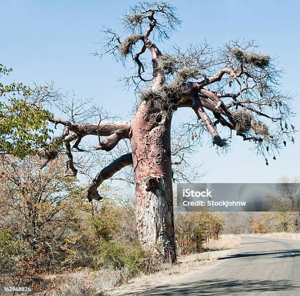 Riesigen Baobabbaum Stockfoto und mehr Bilder von Afrika - Afrika, Allegorie, Baum