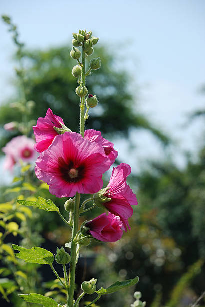 istock Garden hollyhock lcea Althea rosea 162968869