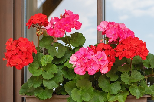 Richly blooming geranium flowers on the window