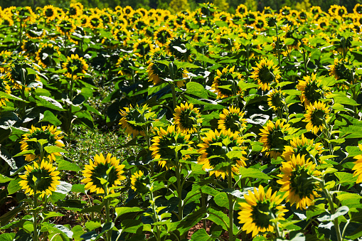 Sunflower field landscape, oil production and pipes, sustainable agriculture concept