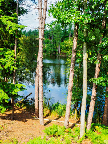 Delamere Forest in Cheshire view across Dead Pool Lake on a sunny summers day
