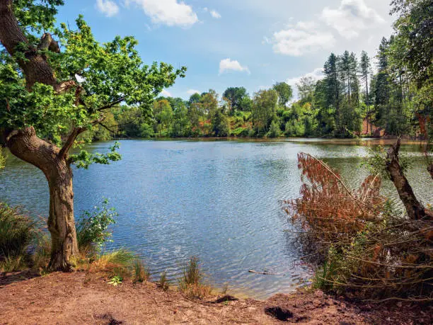 Delamere Forest Cheshire view across Dead Pool Lake on a sunny summers day