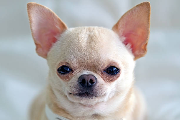 istock Portrait of chihuahua 162970304