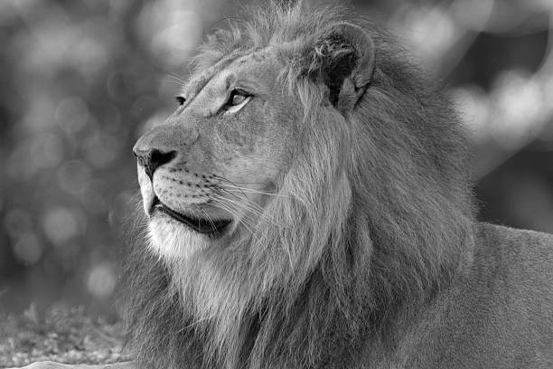 istock African Male Lion 162970529