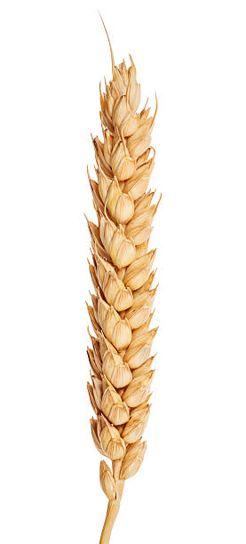 istock isolated ear of wheat without awns 162970691