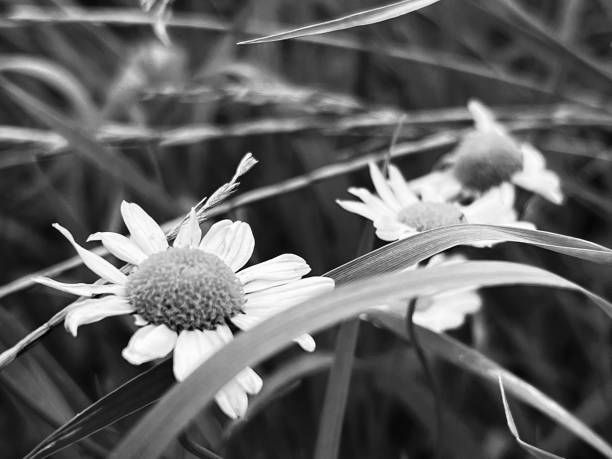 istock Close up of a wild daisy flower 1629713687