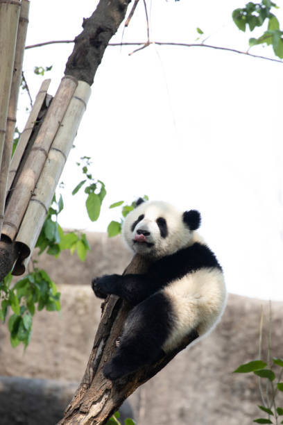 istock Close-Up Giant Panda on the Tree, Chengdu Panda Base, China 1629715980