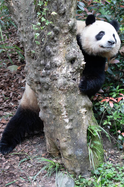 istock Panda in Panda valley, Mei Lan aka Rou Rou, China 1629719331