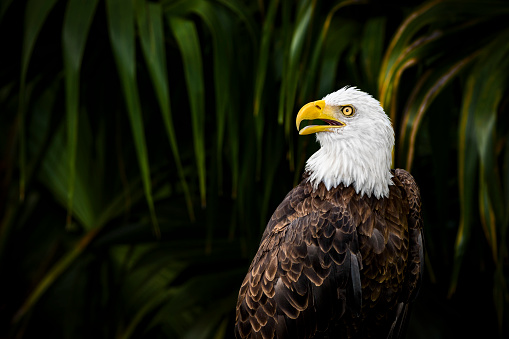 Bald eagle in the front of heavily blurred palm leaves (Everglades National Park, Florida). Golden eagle is the national bird of United States of America and it appears on most official seals of the U.S. government.