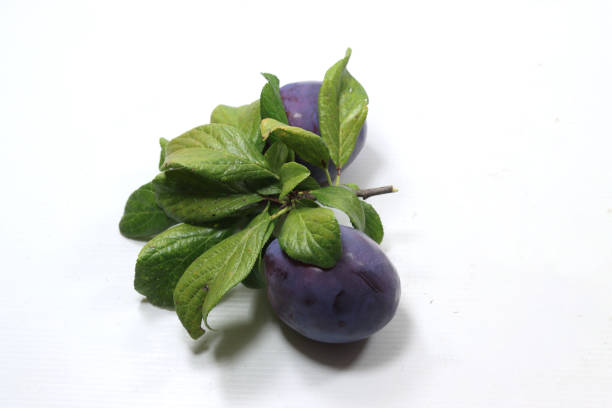 A high-quality image of five fresh, juicy purple plums on a vibrant red background. Ideal for food photography, healthy eating, and fruit-related content.