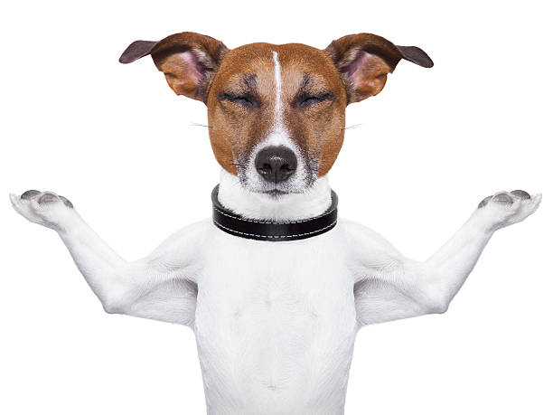 istock White and brown dog with eyes closed, meditating 162975390