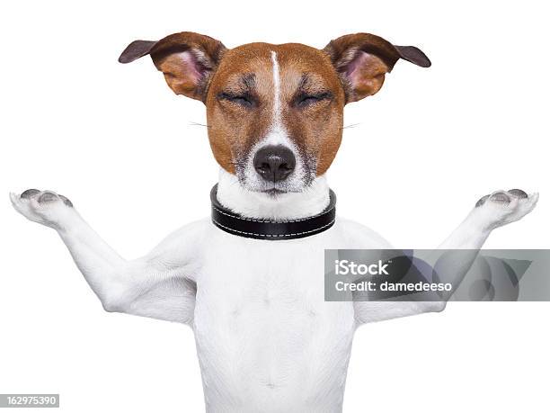 White And Brown Dog With Eyes Closed Meditating Stock Photo - Download Image Now - Humor, Yoga, Animal