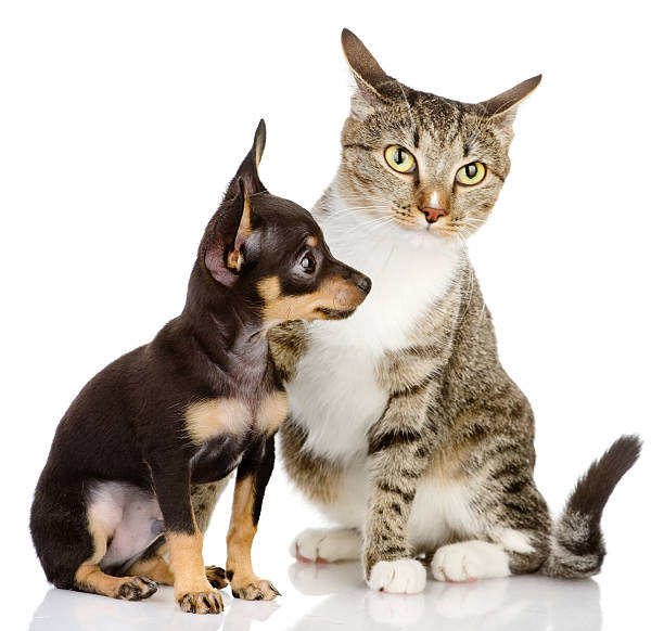 istock puppy dog and cat 162975508