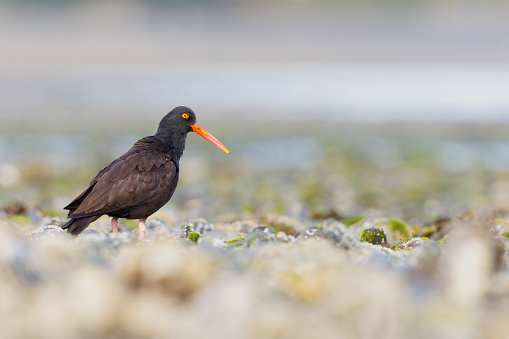Large black shorebird walking on the rocks with low tide.