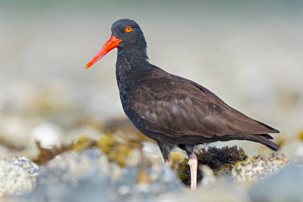 istock black oystercatcher (Haematopus bachmani) walking along the coast. 1629756393