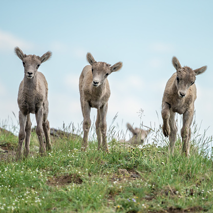 Tres corderos inclinan la cabeza mientras inspeccionan los alrededores photo