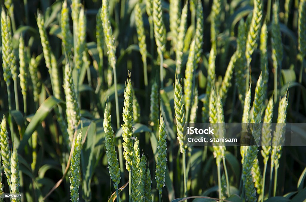 De trigo com luz solar - Royalty-free Agricultura Foto de stock