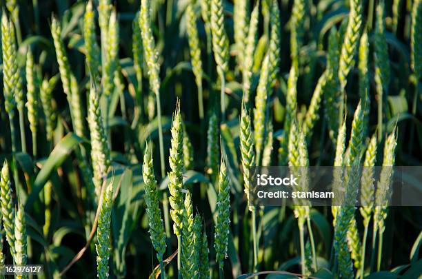 De Trigo Com Luz Solar - Fotografias de stock e mais imagens de Agricultura - Agricultura, Ao Ar Livre, Campo agrícola