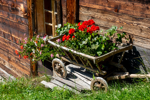 Floral arrangement of red geranium flowers in wooden handcart in green grass by rustic timber cottage