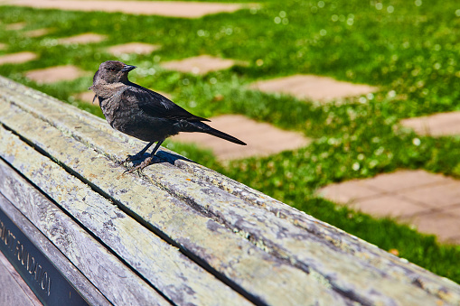 Image of Blackbird on textured wooden bench with blurred grassy background and stone pathway