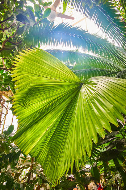 istock Large leafy fronds with bright green light and overreaching fronds from above near ceiling 1629790110