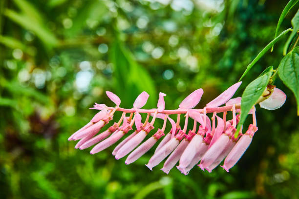 Image of Light pink flowers starting to bloom on long stem with blurry green background